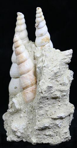 Fossil Gastropod (Haustator) Cluster - Damery, France #22210